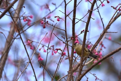 冠羽畫眉       攝影：東勢林區管理處張維純